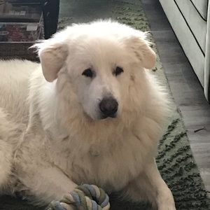 Meet your Posher, Pam